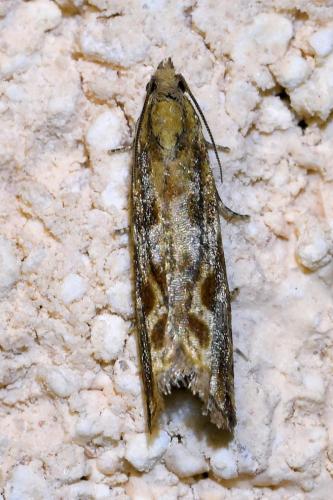 Bactra furfurana